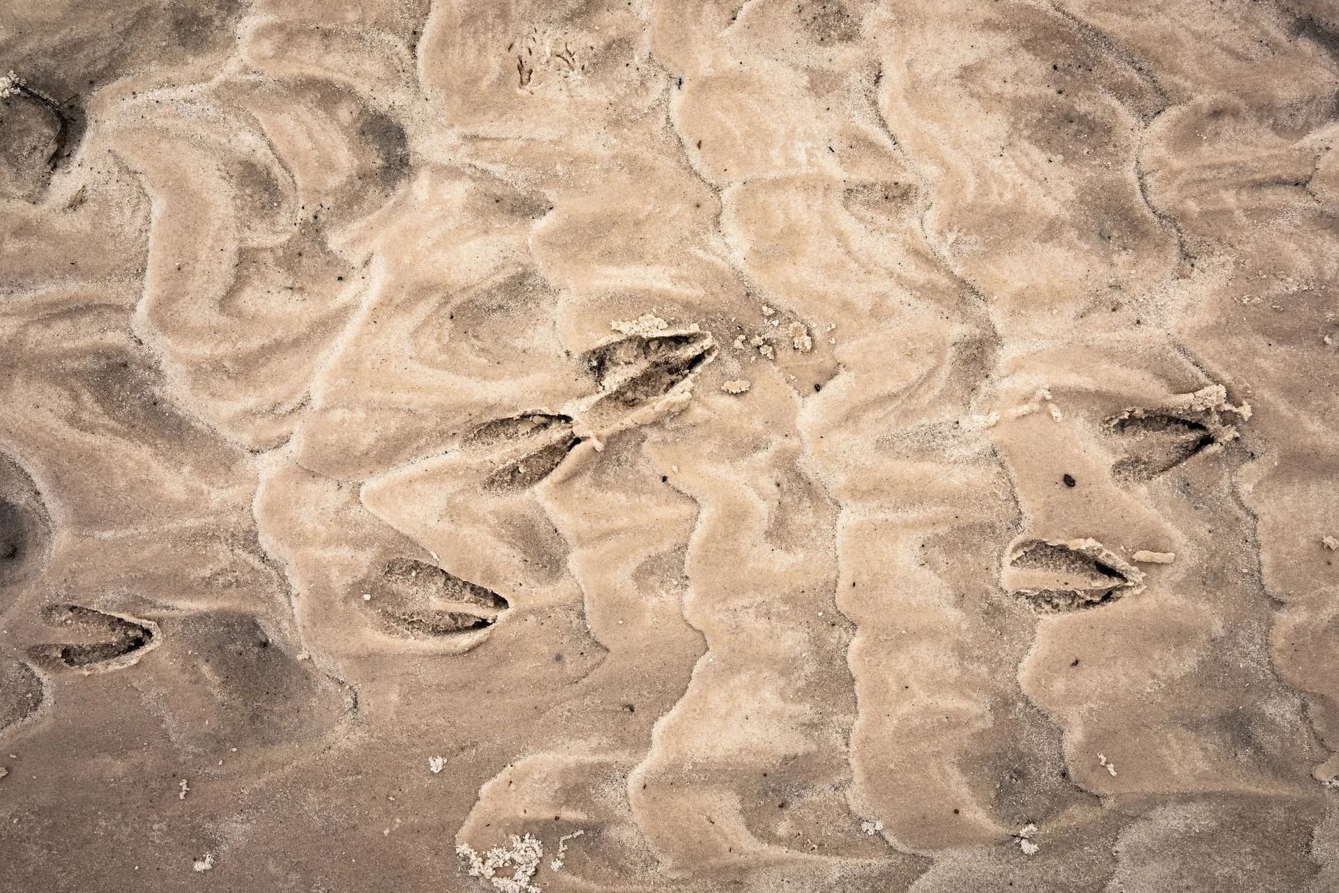 Singita Elela gallery image