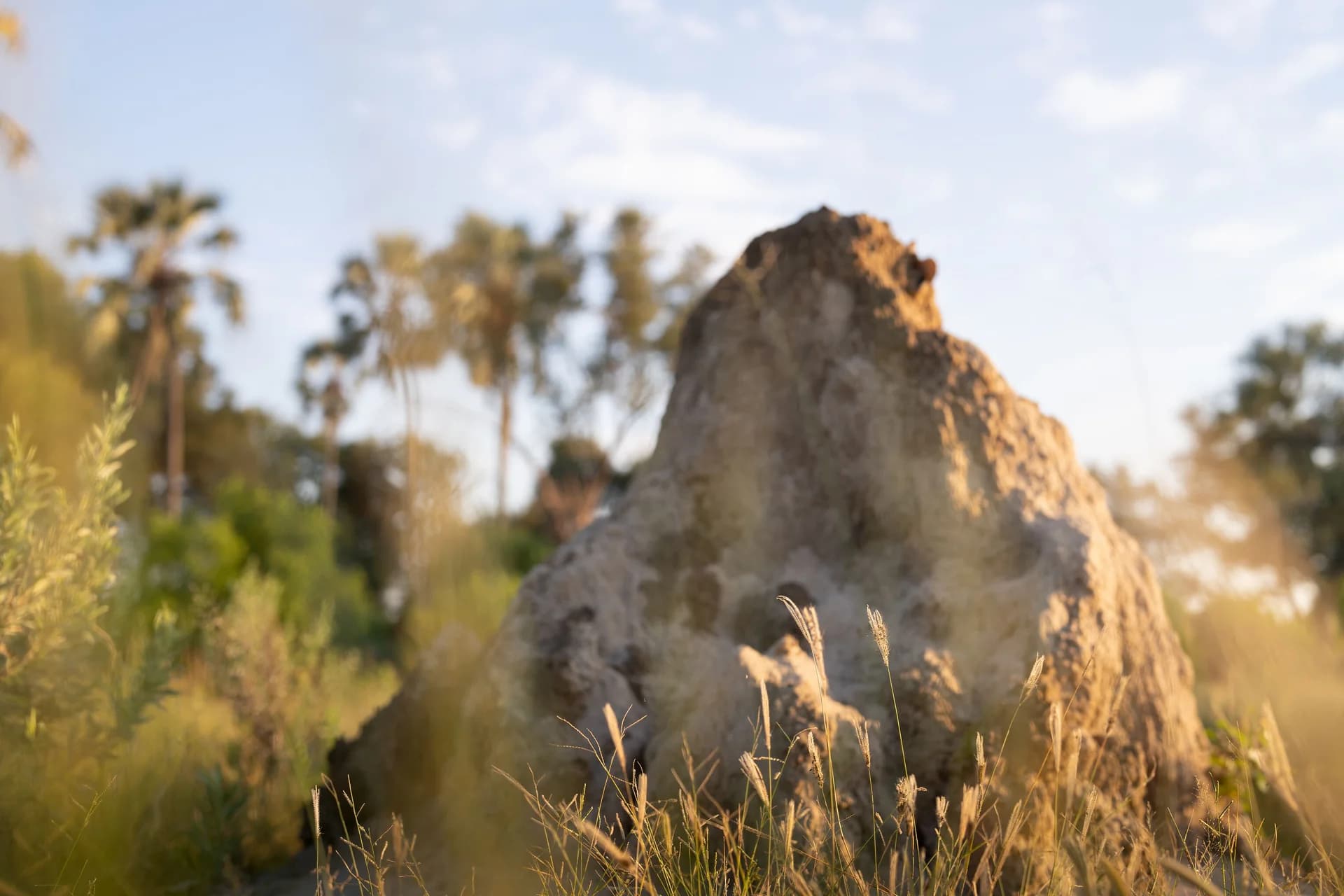 Singita Elela gallery image